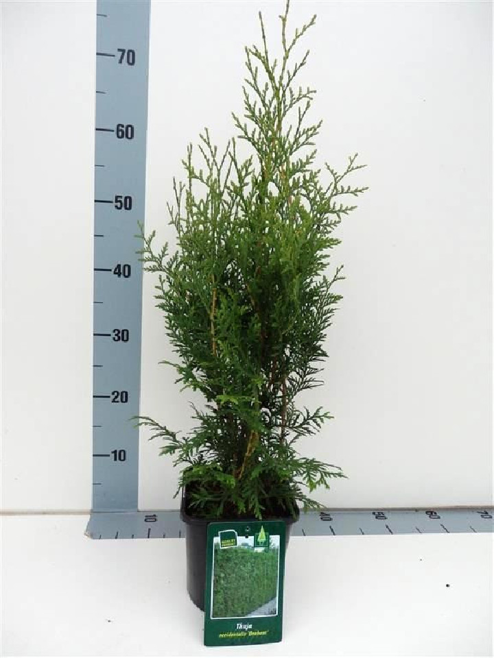 Tuja vakarinė (Lot Thuja occ.) 'Brabant' C2/P17 30-40 CM