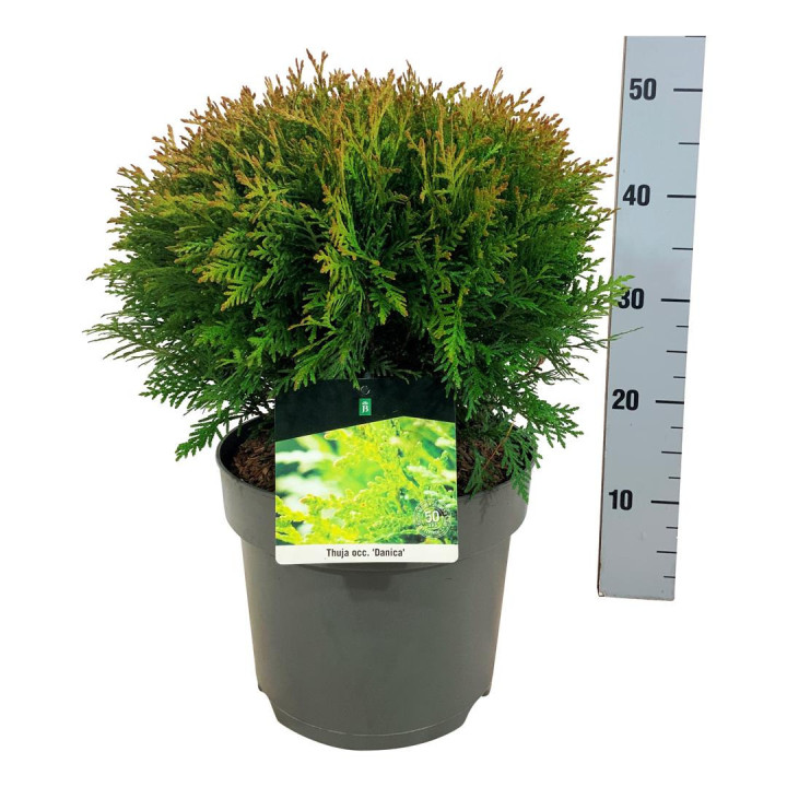 Tuja vakarinė (Lot Thuja occ.) 'Danica' C7/P24 30-40 CM