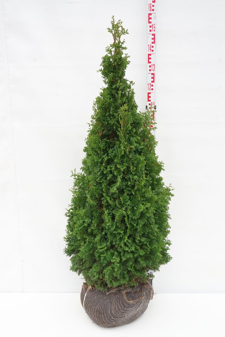 Tuja vakarinė (Lot Thuja occ.) 'Degroot Spire' 120-140 CM RB EXTRA