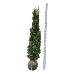 Tuja vakarinė (Lot Thuja occ.) 'Degroot Spire' 160-180 CM RB EXTRA