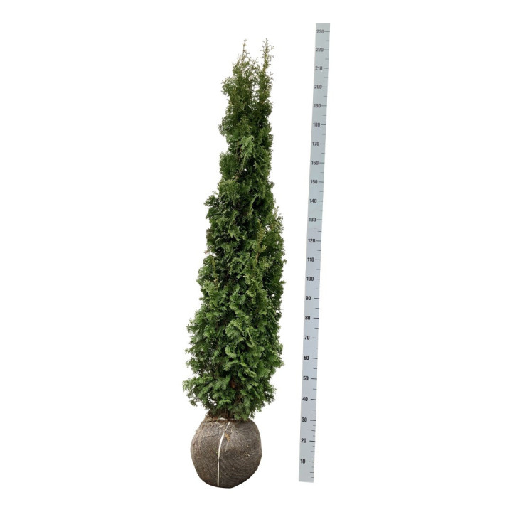 Tuja vakarinė (Lot Thuja occ.) 'Degroot Spire' 160-180 CM RB EXTRA