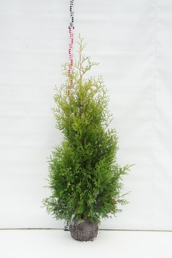 Tuja vakarinė (Lot Thuja occ.) 'Golden Brabant' 125-150 CM RB