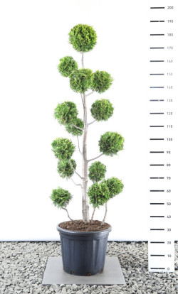 Tuja vakarinė (Lot Thuja occ.) 'Golden Brabant' M.BALL 125-150E C35