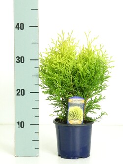 Tuja vakarinė (Lot Thuja occ.) 'Golden Globe' C1/P13 15-20 CM