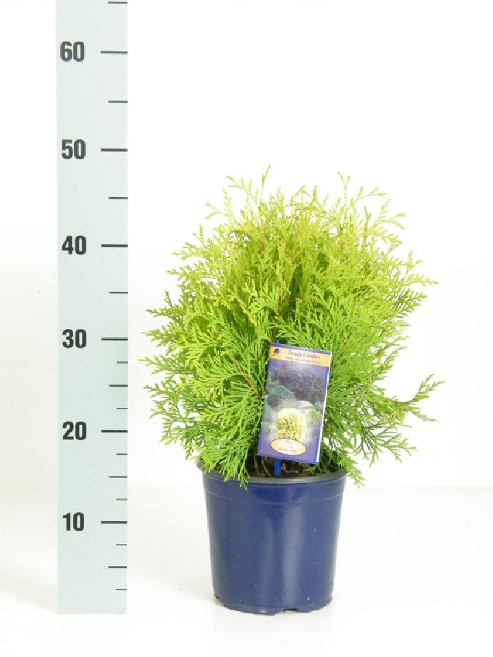 Tuja vakarinė (Lot Thuja occ.) 'Golden Globe' C2/P17 25-30 CM