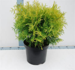 Tuja vakarinė (Lot Thuja occ.) 'Golden Globe' C7,5/P26 40-50 CM