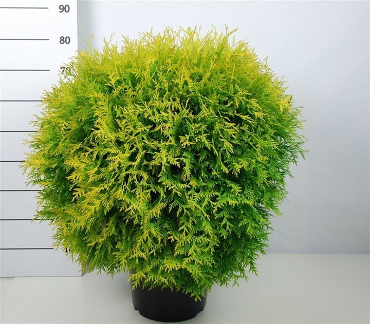 Tuja vakarinė (Lot Thuja occ.) 'Golden Globe' C12 60-70 CM