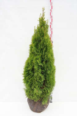 Tuja vakarinė (Lot Thuja occ.) 'Golden Smaragd' 120-140 CM RB EXTRA