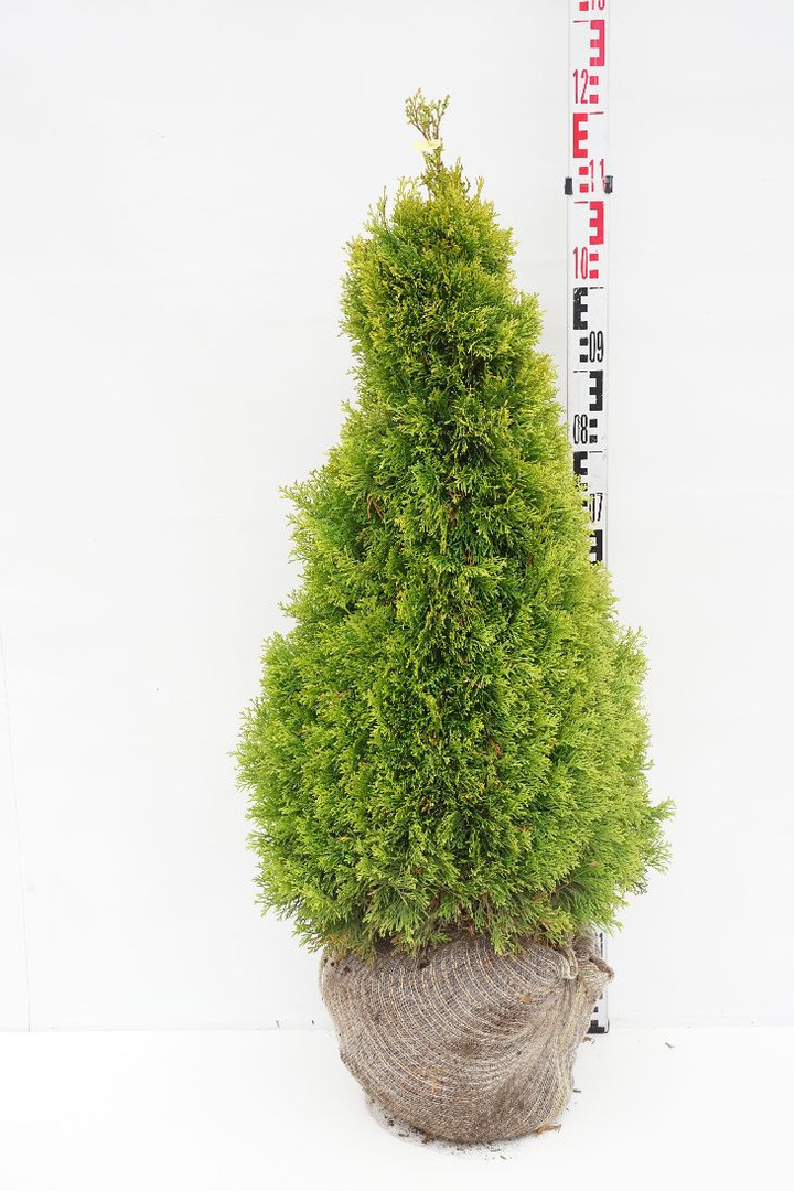 Tuja vakarinė (Lot Thuja occ.) 'Golden Smaragd' 80-100 CM RB EXTRA