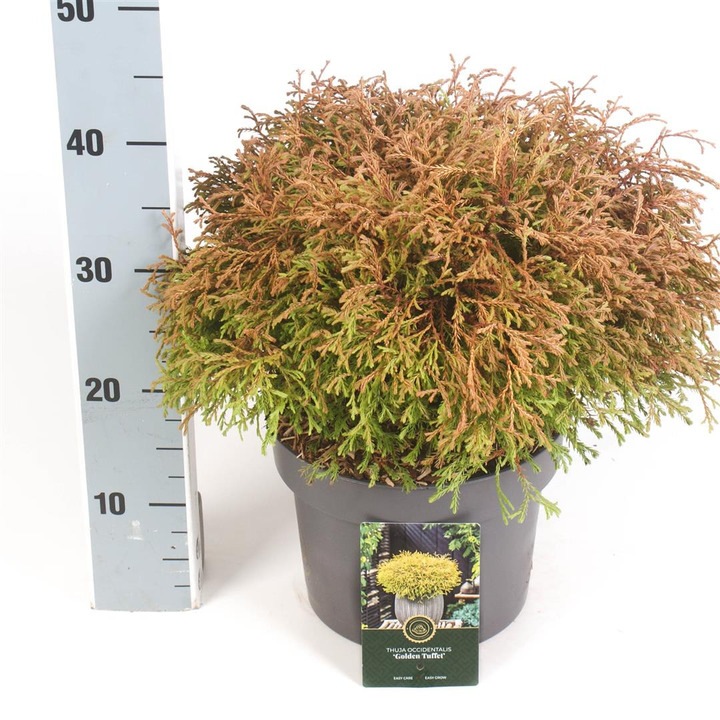 Tuja vakarinė (Lot Thuja occ.) 'Golden Tuffet' C5/P23 30-40 CM