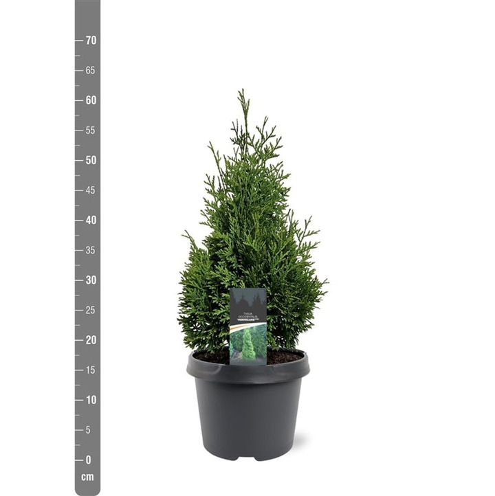 Tuja vakarinė (Lot Thuja occ.) 'Hurricane' C3/P19 40-50 CM