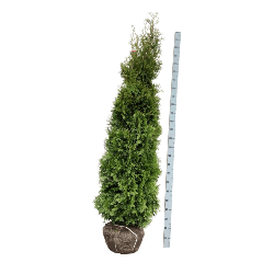 Tuja vakarinė (Lot Thuja occ.) 'King of Brabant' 225-250 CM RB EXTRA