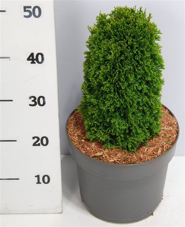 Tuja vakarinė (Lot Thuja occ.) 'Maks' C7,5/P26 35-40 CM