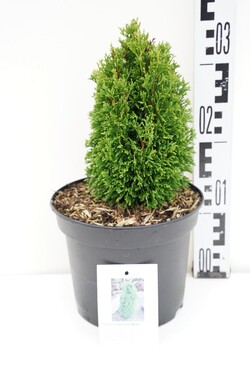 Tuja vakarinė (Lot Thuja occ.) 'Maks' C3/P19 20-25 CM - nuotrauka 2