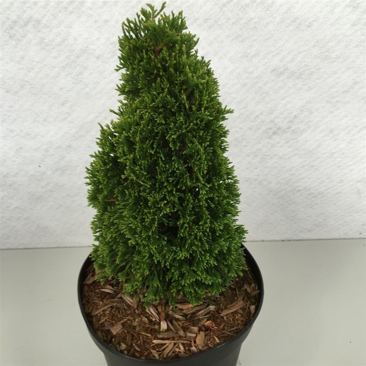 Tuja vakarinė (Lot Thuja occ.) 'Maks' C3/P19 20-25 CM