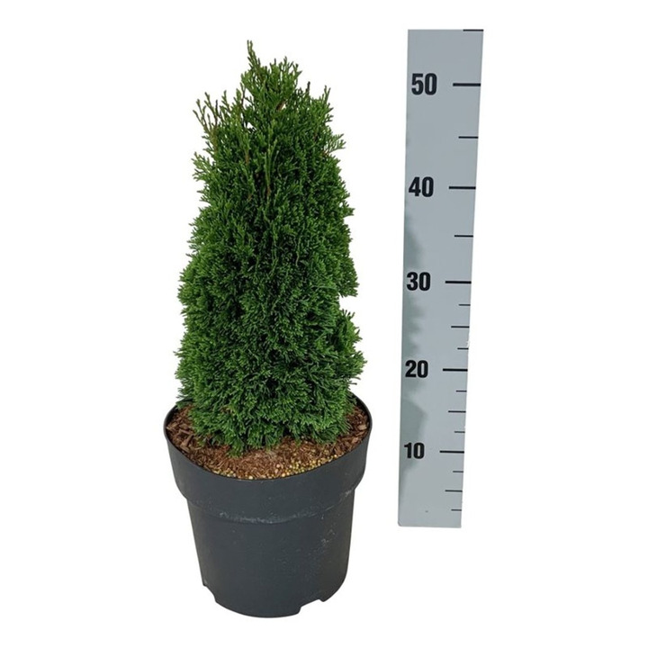Tuja vakarinė (Lot Thuja occ.) 'Maks' C5/P23 25-30 CM