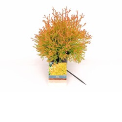 Tuja vakarinė (Lot Thuja occ.) 'Mirjam' C2/P17 25-30 CM
