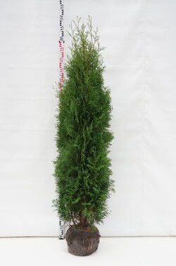 Tuja vakarinė (Lot Thuja occ.) 'Pyramidalis Compacta' 175-200 CM RB
