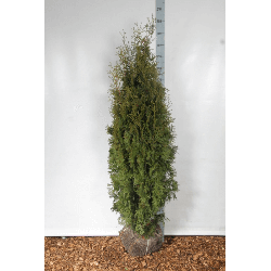 Tuja vakarinė (Lot Thuja occ.) 'Pyramidalis Compacta' 150-175 CM RB