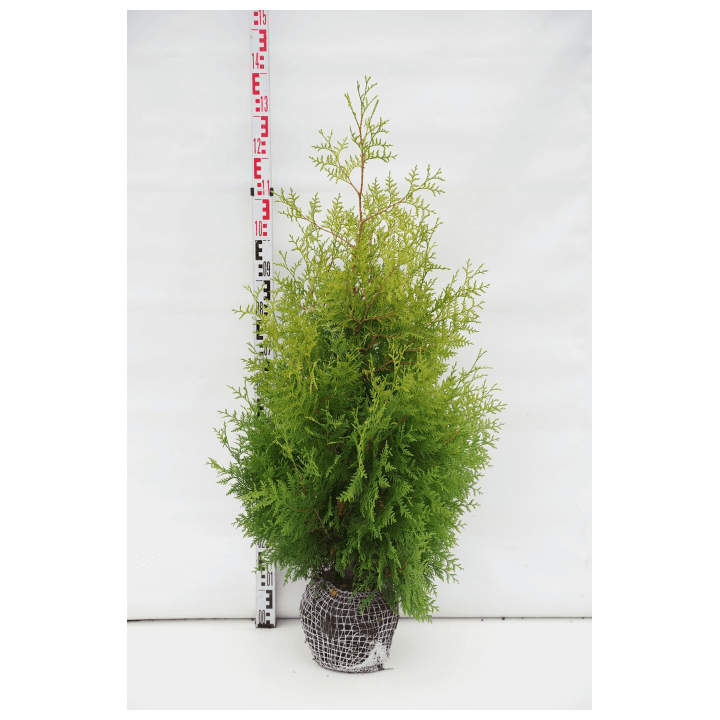 Tuja vakarinė (Lot Thuja occ.) 'Salland' 80-100 CM RB