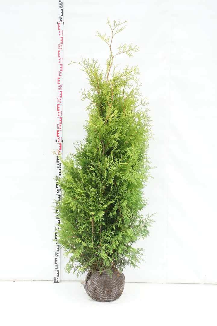 Tuja vakarinė (Lot Thuja occ.) 'Salland' 150-175 CM RB
