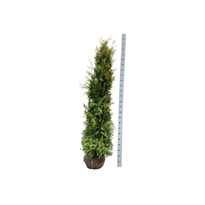 Tuja vakarinė (Lot Thuja occ.) 'Salland' 180-200 CM RB EXTRA
