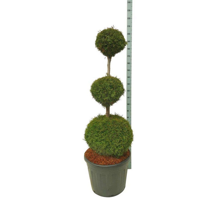 Tuja vakarinė (Lot Thuja occ.) 'Smaragd' TRIOBAL.125-150 C90