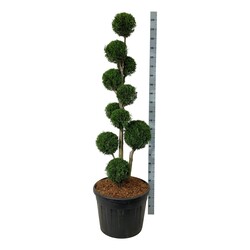 Tuja vakarinė (Lot Thuja occ.) 'Smaragd' MULTI 150-175 C90 - nuotrauka 1