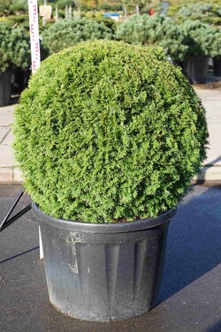 Tuja vakarinė (Lot Thuja occ.) 'Smaragd' 100/+ CM BALL C180 - nuotrauka 2