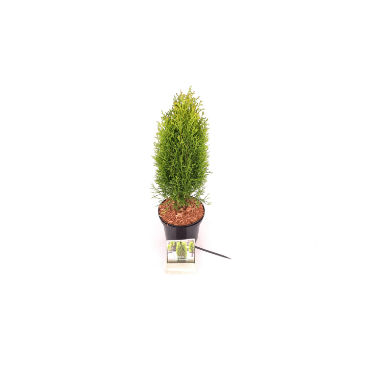 Tuja vakarinė (Lot Thuja occ.) 'Totem Smaragd' C2/P17 30-40 CM
