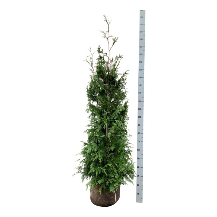 Tuja didžioji (Lot Thuja pl.) 'Excelsa' 160-180 CM RB