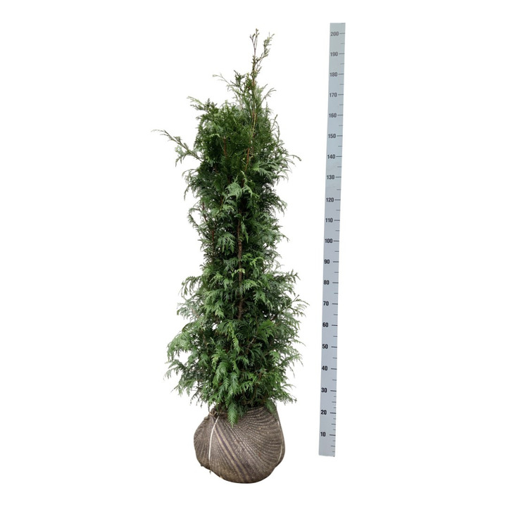 Tuja didžioji (Lot Thuja pl.) 'Excelsa' 140-160 CM RB