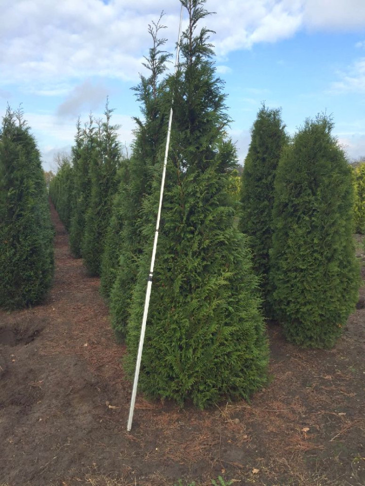 Tuja didžioji (Lot Thuja pl.) 'Martin' 350-400 CM WIRE