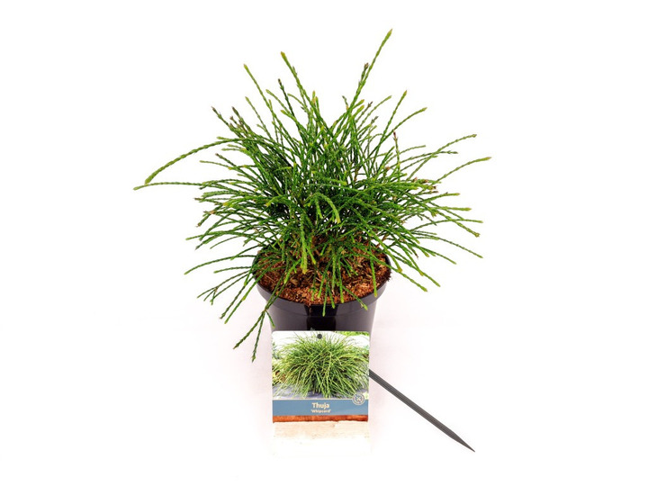 Tuja didžioji (Lot Thuja pl.) 'Whipcord' C2/P17 25-30 CM