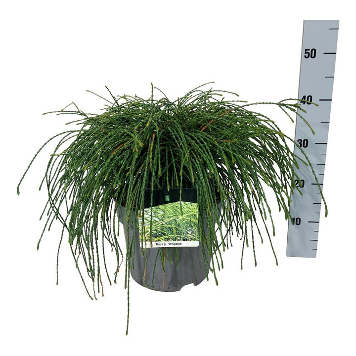 Tuja didžioji (Lot Thuja pl.) 'Whipcord' C7/P24 40-50 CM