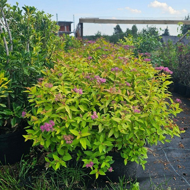 Lanksva Japoninė ( Lot. Spiraea Japonica) GOLDFLAME C12-LANKSVOS-KRŪMAI