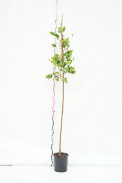 Liepa mažalapė (Lot Tilia cordata) 'Winter Orange' C18 KAMIENO APIMTIS 4-6 CM STANDARD