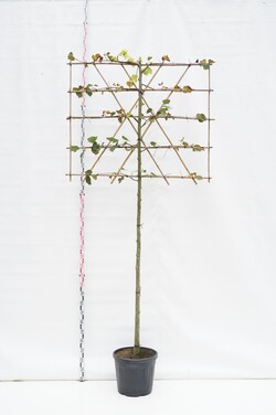 Liepa europinė (Lot Tilia euro.) 'Pallida' C45 STIEBAS 180 CM KAMIENO APIMTIS 12-14 CM