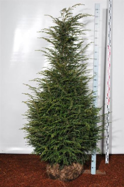 Cūga kanadinė (Lot Tsuga canadensis) 200-225 CM SOL RB