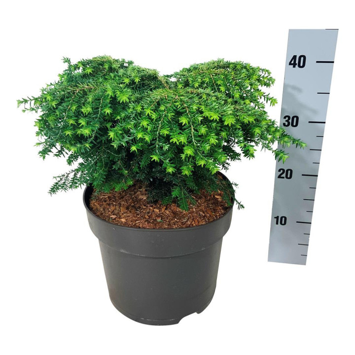 Cūga kanadinė (Lot Tsuga can.) 'Green Globe' C7/P24 30-40 CM