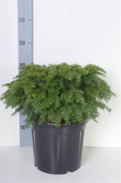 Cūga kanadinė (Lot Tsuga can.) 'Jeddeloh' C7,5/P26 30-35 CM