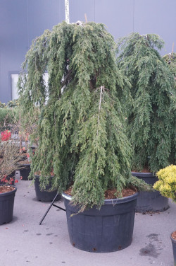 Cūga kanadinė (Lot Tsuga can.) 'Pendula' C230 175-200 SOL