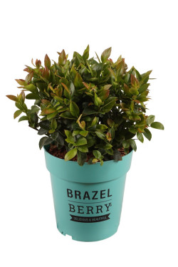 Šilauogė BrazelBerry (Lot Vaccinium BrazelBerry) C3/P19 20-25 CM