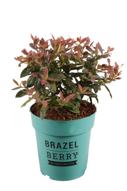 Šilauogė BrazelBerry (Lot Vaccinium BrazelBerry) C3/P19 20-25 CM