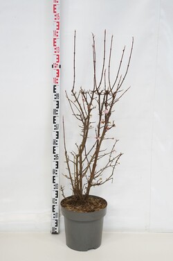 Putinas (Lot Viburnum bodn.) 'Dawn' C15 80-100 CM