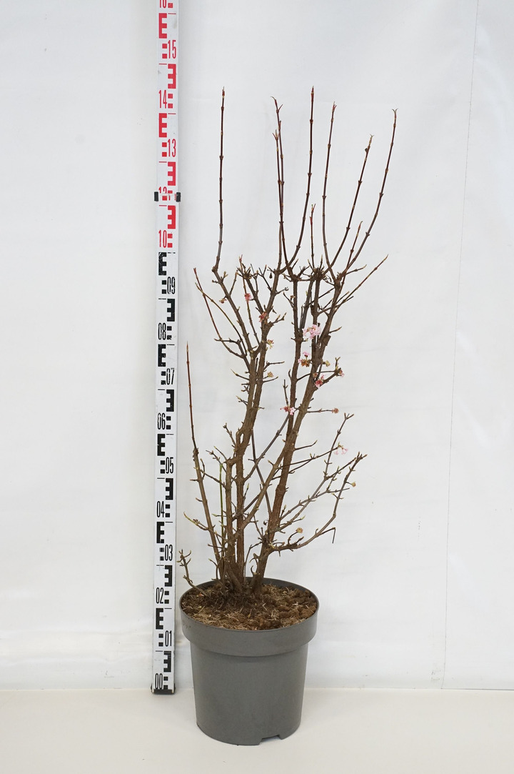 Putinas (Lot Viburnum bodn.) 'Dawn' C15 80-100 CM