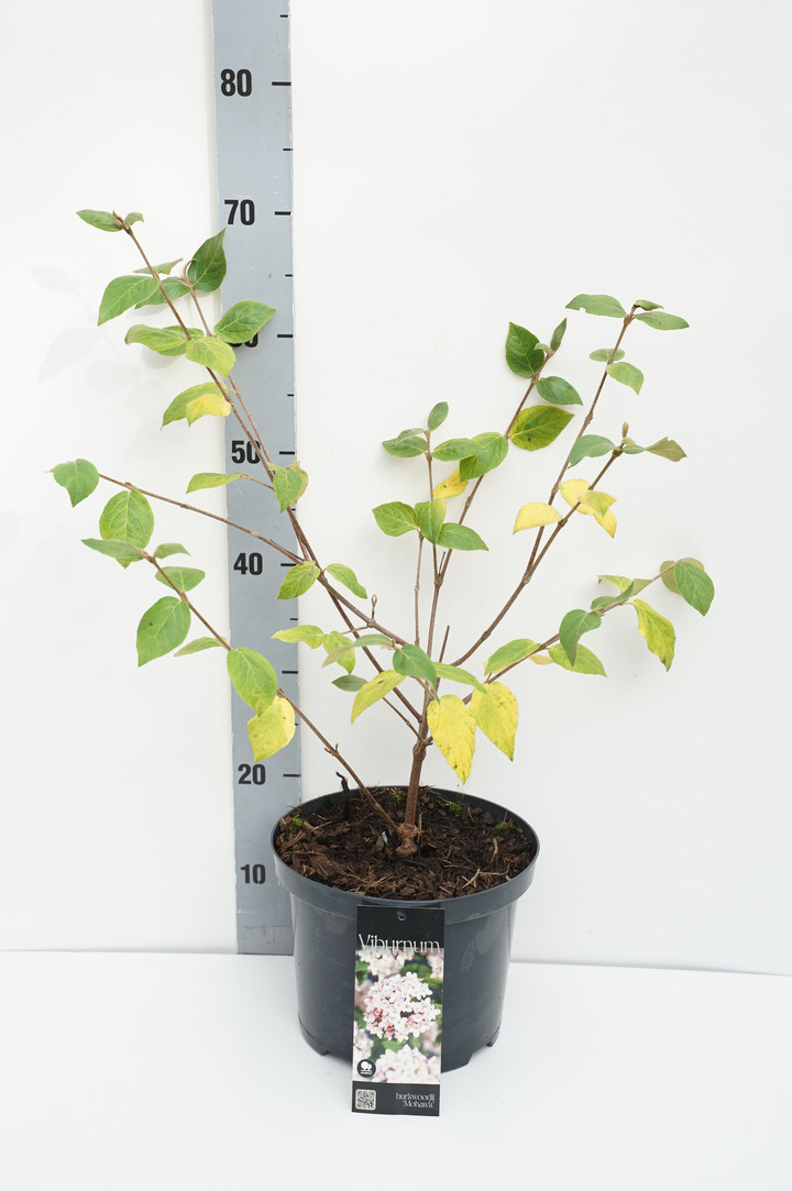 Putinas blizgusis (Lot Viburnum burkw.) 'Mohawk' C5/P23 30-40 CM