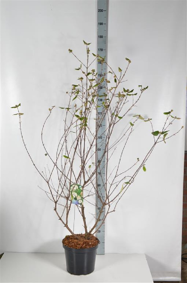 Putinas blizgusis (Lot Viburnum burkwoodii) C10 100-125 CM