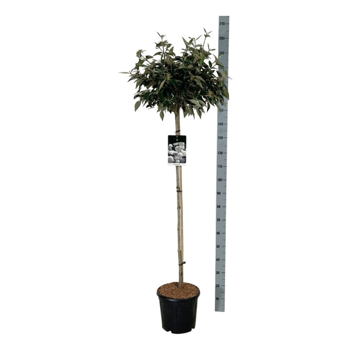 Putinas (Lot Viburnum) 'Eskimo' C15 STIEBAS 120 CM