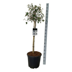 Putinas (Lot Viburnum) 'Eskimo' C30 STIEBAS 90 CM